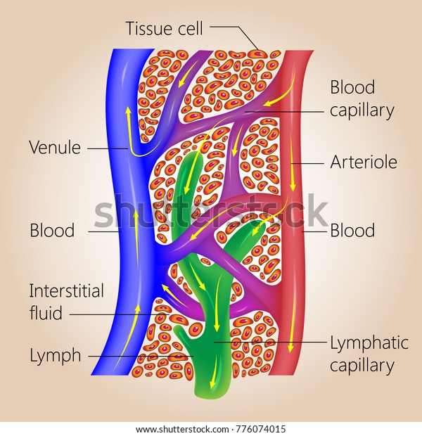 The\
lymph system, relationship of lymphatic capillaries to tissue cells\
and blood capillaries, vector medical\
illustration