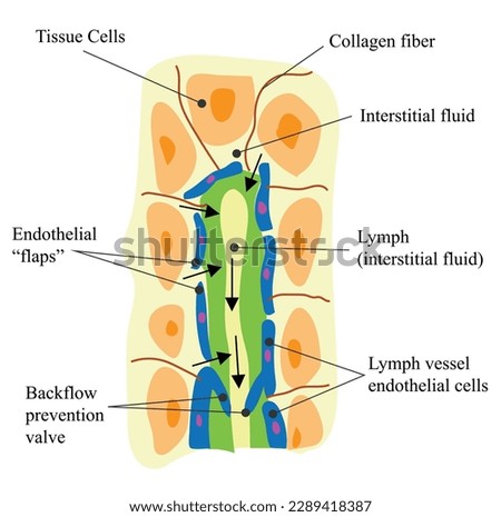 Lymphatic capillaries are interlaced with the arterioles and venules of the Cardiovascular system. Collagen fibers anchor a lymphatic capillary in the tissue Stock photo © 