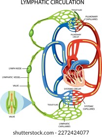 Lymphatic Circulation System Diagram illustration