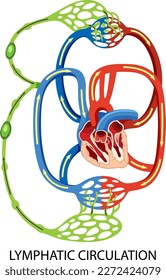 Lymphatic Circulation System Diagram illustration