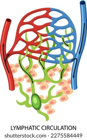 Lymphatic Circulation System Diagram illustration