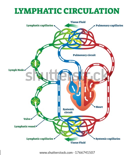 Lymphatic circulation system with lymph\
transportation to organs an heart vector illustration. Labeled\
anatomical scheme with part of cardiovascular network. Pulmonary\
circuit medical\
explanation.