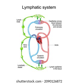 Lymphatic Circulation System. Parts Of Immune And Circulatory System. Lymph Node, Blood Vessel, Capillaries And Heart. Vector Illustration. Human Anatomy. Medical Explanation.