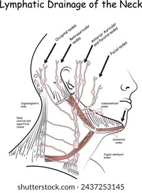 Lymphatic Drainage of the Neck, Lymphatic nodes of the Neck