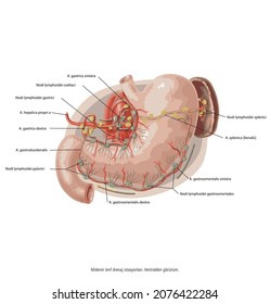 Lymphatic drainage of the stomach. Human Anatomy - Stomach Nodes Anatomy. Stomach Lymphatic system Lymph node Lymphatic vessel