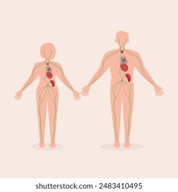 Flache Illustration des lymphatischen menschlichen Organsystems