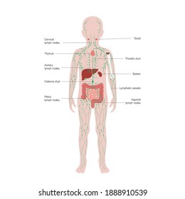 lymphatic and immune system concept. Thymus, liver, appendix and tonsil in kid silhouette. Red bone marrow, spleen, peyers patches and intestine in boy body. Medical poster flat vector illustration.