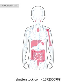 lymphatic and immune system concept. Thymus, liver, appendix and tonsil in kid silhouette. Red bone marrow, spleen, peyers patches and intestine in boy body. Medical poster flat vector illustration.