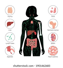 lymphatic and immune system concept. Thymus, liver, appendix and tonsil in female silhouette. Red bone marrow, spleen, peyers patches and intestine anatomy. Medical poster flat vector illustration