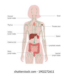 lymphatic and immune system concept. Thymus, liver, appendix and tonsil in woman silhouette. Red bone marrow, spleen, peyers patches and intestine anatomy. Medical poster flat vector illustration