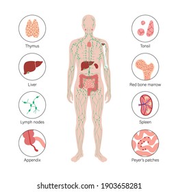 lymphatic and immune system concept. Thymus, liver, appendix and tonsil in female silhouette. Red bone marrow, spleen, peyers patches and intestine anatomy. Medical poster flat vector illustration.