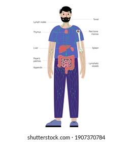 lymphatic and immune system concept. Thymus, liver, appendix and tonsil in man silhouette. Red bone marrow, spleen, peyers patches and intestine anatomy. Medical poster flat vector illustration.
