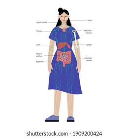 lymphatic and immune system concept. Thymus, liver, appendix and tonsil in woman silhouette. Red bone marrow, spleen, peyers patches and intestine anatomy. Medical poster flat vector illustration