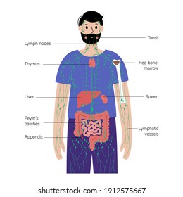 lymphatic and immune system concept. Thymus, liver, appendix and tonsil in female silhouette. Red bone marrow, spleen, peyers patches and intestine anatomy. Medical poster flat vector illustration.