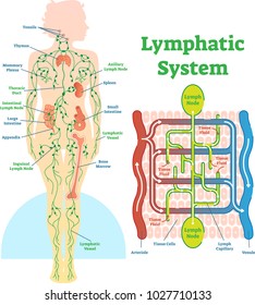 Lymphatic system anatomical vector illustration diagram, educational medical scheme with lymph nodes and tissue fluid circulation flow. 