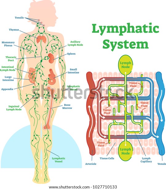 リンパ系解剖学的ベクターイラスト リンパ節と組織液循環流れを持つ教育的医療スキーム のベクター画像素材 ロイヤリティフリー