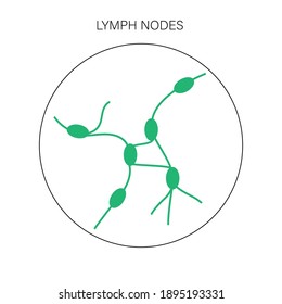lymphatic system concept. Human lymph nodes and ducts logo or icon for clinic, hospital or medical poster. Anatomical banner for education or science isolated flat vector illustration.