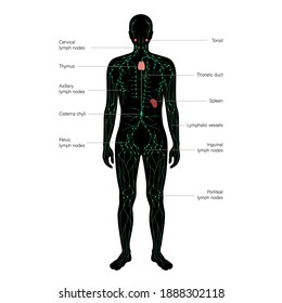 Lymphatic System Concept Lymph Nodes Ducts Stock Vector (Royalty Free ...