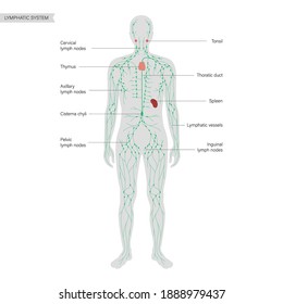 lymphatic system concept. Lymph nodes and ducts in male silhouette. Tonsil, thymus, spleen in man body. Cisterna chyli. Medical anatomical poster for clinic or education. Flat vector illustration.