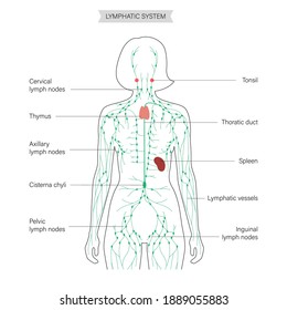 lymphatic system concept. Lymph nodes and ducts in female silhouette. Tonsil, thymus, spleen in woman body. Cisterna chyli. Medical anatomical poster for clinic or education. Flat vector illustration.
