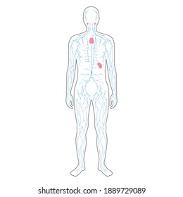 lymphatic system concept. Lymph nodes and ducts in male silhouette. Lymphatic vessels, tonsil, thymus, spleen in man body. Medical anatomical poster for clinic or education. Flat vector illustration..