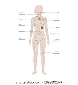 lymphatic system concept. Lymph nodes and ducts in female silhouette. Lymphatic vessels, tonsil, thymus, spleen in woman body. Medical anatomical poster for clinic, education. Flat vector illustration