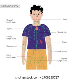 lymphatic system concept. Lymph nodes and ducts in child silhouette. Lymphatic vessels, tonsil, thymus, spleen in boy body. Medical anatomical poster for clinic, education. Flat vector illustration.