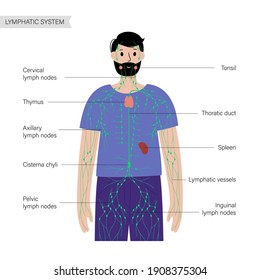 lymphatic system concept. Lymph nodes and ducts in male silhouette. Tonsil, thymus, spleen in man body. Cisterna chyli. Medical anatomical poster for clinic or education. Flat vector illustration.