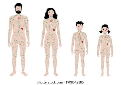 Axillary Lymph Nodes Images, Stock Photos & Vectors | Shutterstock