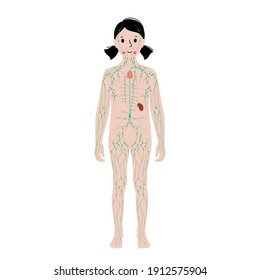 lymphatic system concept. Lymph nodes and ducts in kid silhouette. Tonsil, thymus, spleen in the girl body. Cisterna chyli. Medical anatomical poster for clinic or education. Flat vector illustration.