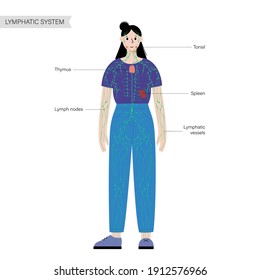 concepto de sistema linfático. Nódulos linfáticos y conductos en silueta hembra. Vasos linfáticos, tonsil, timo, bazo en el cuerpo de la mujer. Afiche médico anatómico para clínica, educación. Ilustración vectorial plana