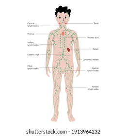 lymphatic system concept. Lymph nodes and ducts in kid silhouette. Tonsil, thymus, spleen in the boy body. Cisterna chyli. Medical anatomical poster for clinic or education. Flat vector illustration.