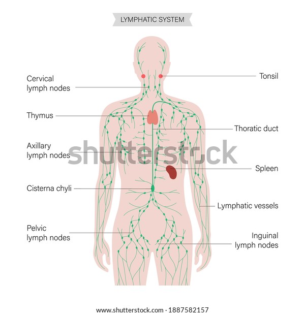 lymphatic system concept. Lymph nodes and\
ducts in male silhouette. Tonsil, thymus, spleen in man body.\
Cisterna chyli. Medical anatomical poster for clinic or education.\
Flat vector\
illustration.