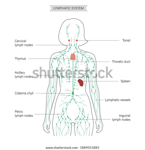 Lymphatic System Concept Lymph Nodes Ducts Stock Vector Royalty Free