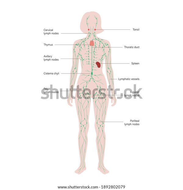 lymphatic system concept. Lymph nodes and\
ducts in female silhouette. Lymphatic vessels, tonsil, thymus,\
spleen in woman body. Medical anatomical poster for clinic,\
education. Flat vector\
illustration