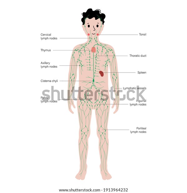 Lymphatic System Concept Lymph Nodes Ducts Stock Vector (Royalty Free ...