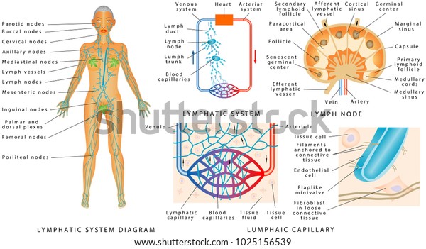 Lymphatic system -\
Lymphatic diagram in human. Structure of a Lymph Node - organ of\
the lymphatic system. Fluid exchange between the circulatory and\
the lymphatic\
systems.
