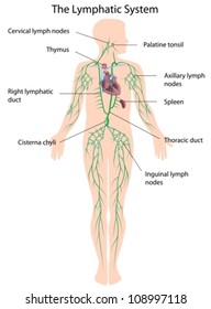 The lymphatic system labeled