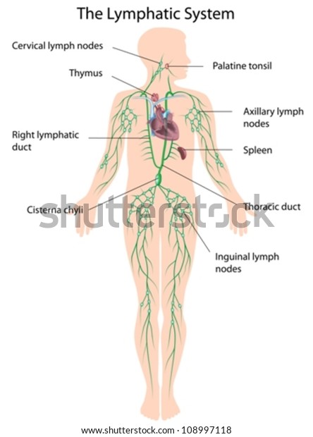 The lymphatic system\
labeled