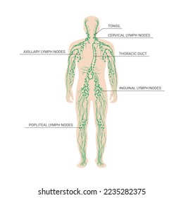 The lymphatic system labeled. Lymph nodes and ducts in male silhouette with description. Male silhouette with lymph nodes isolated on white background. vector illustration.