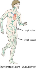 Lymphatic system: lymph nodes and vessels