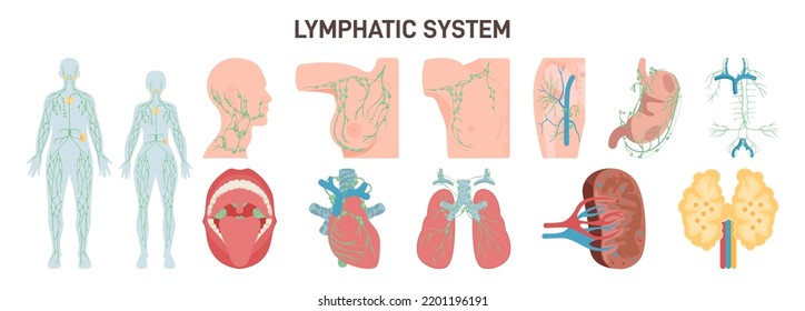 Lymphatic system nods and organs. Structure of a human lymph node. Fluid exchange, body defense from infection and disease. Anatomical banner with descriptions. Flat vector illustration