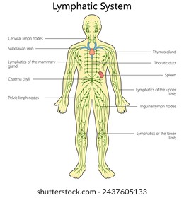 Lymphatic system structure diagram hand drawn schematic vector illustration. Medical science educational illustration