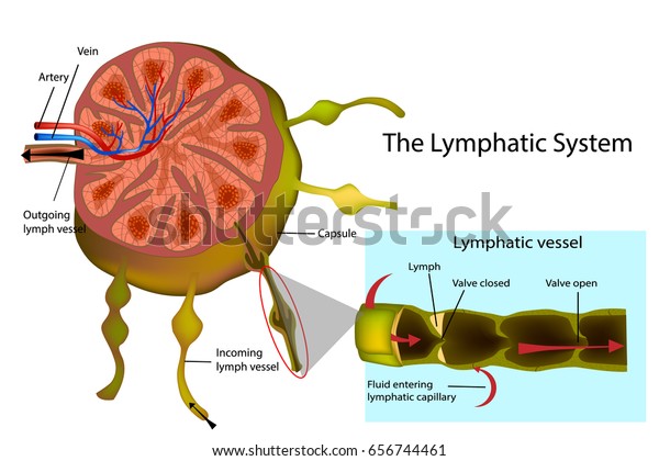 The Lymphatic System.\
Structure of a Lymph Node and Longitudinal Section of a Lymph\
Vessel. 