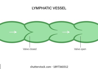 Lymphatic System, Vessel And Endothelial Cells. Human Lymph Nodes And Ducts, Flow And Fluid Exchange Illustration For Clinic Or Medical Poster. Anatomical Banner For Education Isolated Flat Vector.