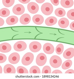 lymphatic system, vessel and endothelial cells. Human lymph nodes and ducts, flow and fluid exchange illustration for clinic or medical poster. Anatomical banner for education isolated flat vector.