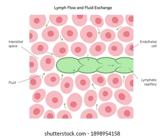 Lymphatic System, Vessel And Endothelial Cells. Human Lymph Nodes And Ducts, Flow And Fluid Exchange Illustration For Clinic Or Medical Poster. Anatomical Banner For Education Isolated Flat Vector.