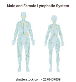 Lymphatic System Of Woman And Man. Structure Of A Human Lymph Node. Fluid Exchange, Body Defense From Infection And Disease. Anatomical Banner With Descriptions. Flat Vector Illustration