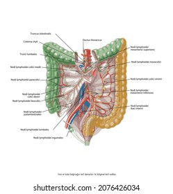 Lymphatic Vessels Of The Small And Large Intestine - Circuit Structure Of The Digestive System, Colon And Small Intestine