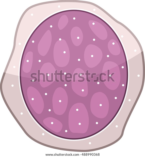 Lymphocyte Stock Vector (Royalty Free) 488990368